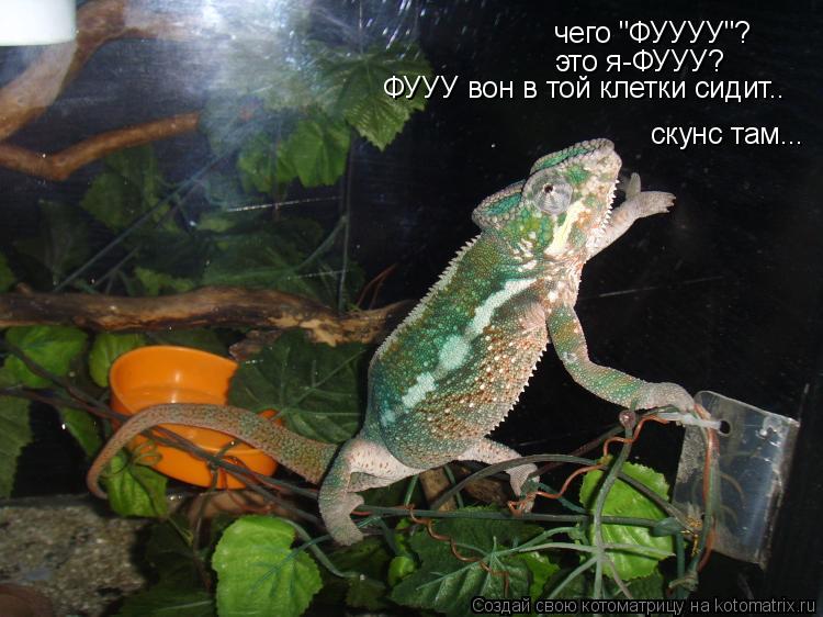 чего "ФУУУУ"? это я-ФУУУ? ФУУУ вон в той клетки сидит.. скунс там...... Котоматрица: чего "ФУУУУ"? это я-ФУУУ? ФУУУ вон в той клетки сидит.. скунс там...
