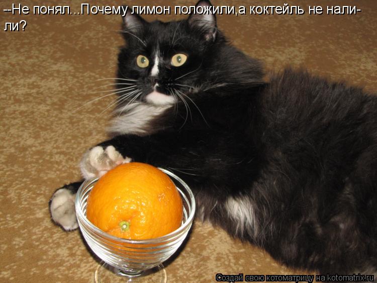 --Не понял...Почему лимон положили,а коктейль не нали- ли?... Котоматрица: --Не понял...Почему лимон положили,а коктейль не нали- ли?