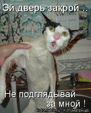 Эй,дверь закрой .. Не подглядывай за мной !... Котоматрица: Эй,дверь закрой .. Не подглядывай за мной !