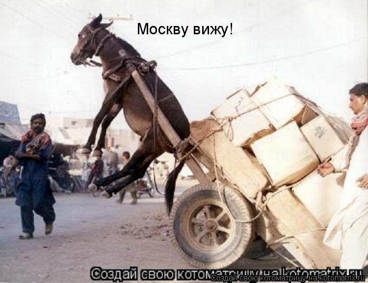 Москву вижу!... Котоматрица: Москву вижу!
