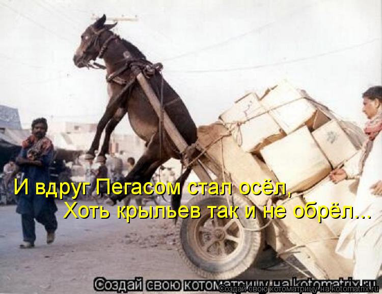 И вдруг Пегасом стал осёл, Хоть крыльев так и не обрёл...... Котоматрица: И вдруг Пегасом стал осёл, Хоть крыльев так и не обрёл...