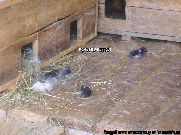крольчатки... Котоматрица: крольчатки