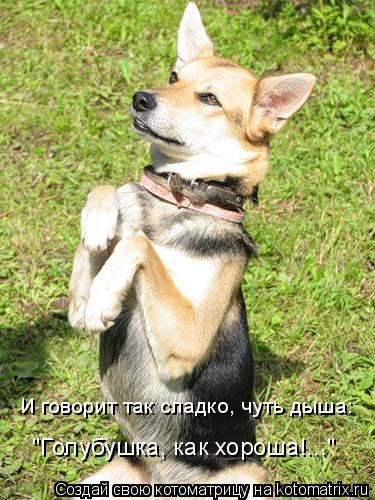 И говорит так сладко, чуть дыша: "Голубушка, как хороша!..."... Котоматрица: И говорит так сладко, чуть дыша: "Голубушка, как хороша!..."