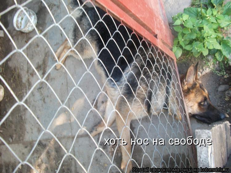 хоть нос на свободе... Котоматрица: хоть нос на свободе