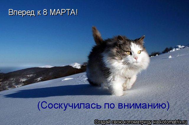 Вперед к 8 МАРТА! (Соскучилась по вниманию)... Котоматрица: Вперед к 8 МАРТА! (Соскучилась по вниманию)
