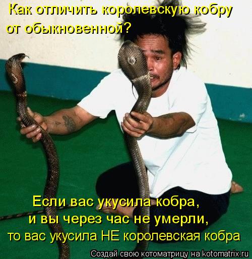 Как отличить королевскую кобру от обыкновенной? Если вас укусила кобра, и вы через час не умерли, ... Котоматрица: Как отличить королевскую кобру от обыкновенной? Если вас укусила кобра, и вы через час не умерли, то вас укусила НЕ королевская кобра