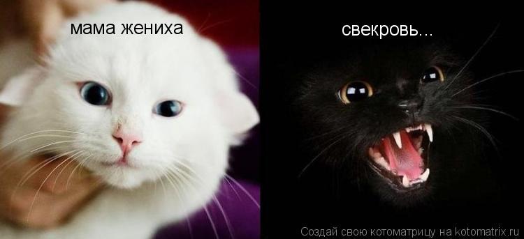 мама жениха свекровь...... Котоматрица: мама жениха свекровь...
