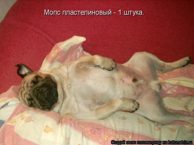 Мопс пластелиновый - 1 штука.... Котоматрица: Мопс пластелиновый - 1 штука.