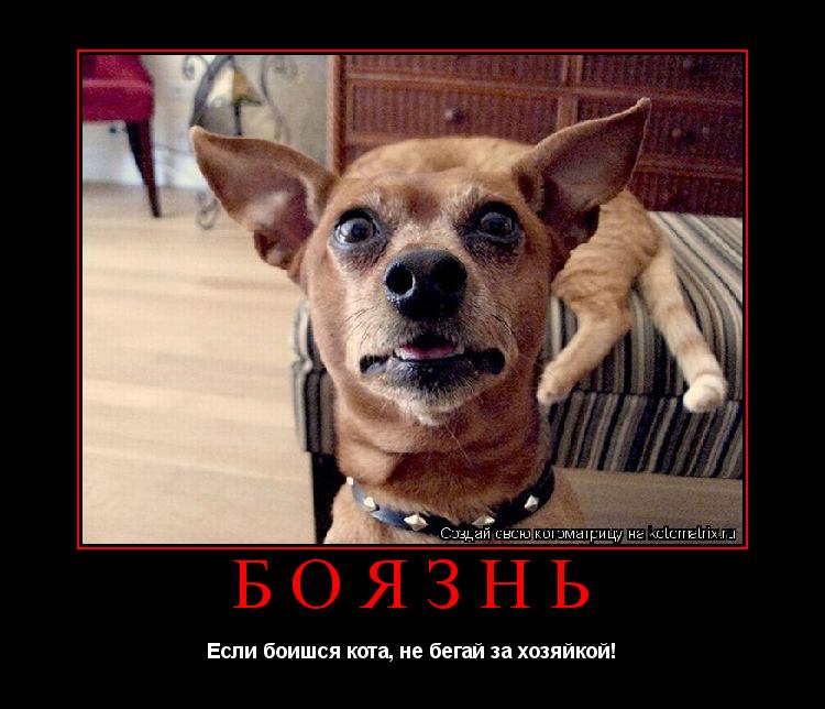Боязнь Если боишся кота, не бегай за хозяйкой!... Котоматрица: Боязнь Если боишся кота, не бегай за хозяйкой!