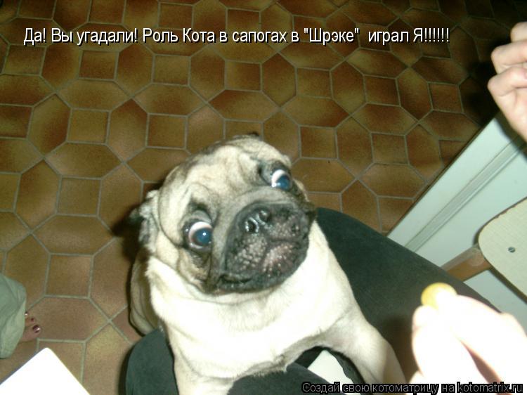 Да! Вы угадали! Роль Кота в сапогах в "Шрэке" играл Я!!!!!! Да! Вы угадали! Роль Кота в сапогах в "Ш... Котоматрица: Да! Вы угадали! Роль Кота в сапогах в "Шрэке" играл Я!!!!!! Да! Вы угадали! Роль Кота в сапогах в "Шрэке" играл Я!!!!!!