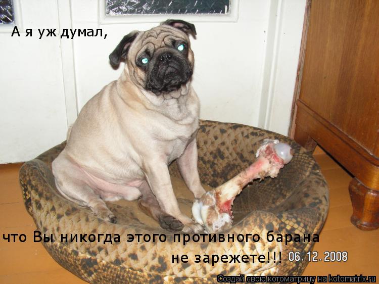 А я уж думал, что Вы никогда этого противного барана не зарежете!!!... Котоматрица: А я уж думал, что Вы никогда этого противного барана не зарежете!!!