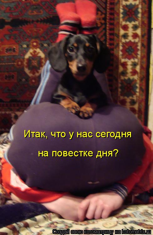 Итак, что у нас сегодня на повестке дня?... Котоматрица: Итак, что у нас сегодня на повестке дня?
