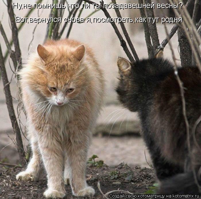 Ну,не помнишь что ли ты позадавешней весны? Вот,вернулся снова я,посмотреть,как тут родня... Котоматрица: Ну,не помнишь что ли ты позадавешней весны? Вот,вернулся снова я,посмотреть,как тут родня