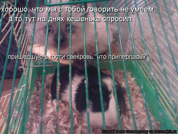 хорошо, что мы с тобой говорить не умеем, а то тут на днях кешенька спросил пришедшую в гости свекр... Котоматрица: хорошо, что мы с тобой говорить не умеем, а то тут на днях кешенька спросил пришедшую в гости свекровь:"что приперлась?"