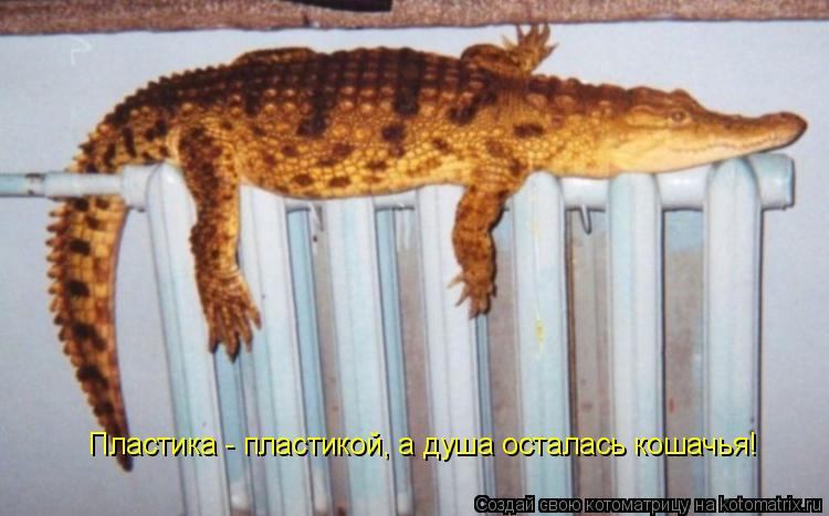 Пластика - пластикой, а душа осталась кошачья!... Котоматрица: Пластика - пластикой, а душа осталась кошачья!