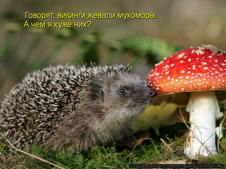 Говорят, викинги жевали мухоморы... А чем я хуже них?..... Котоматрица: Говорят, викинги жевали мухоморы... А чем я хуже них?..