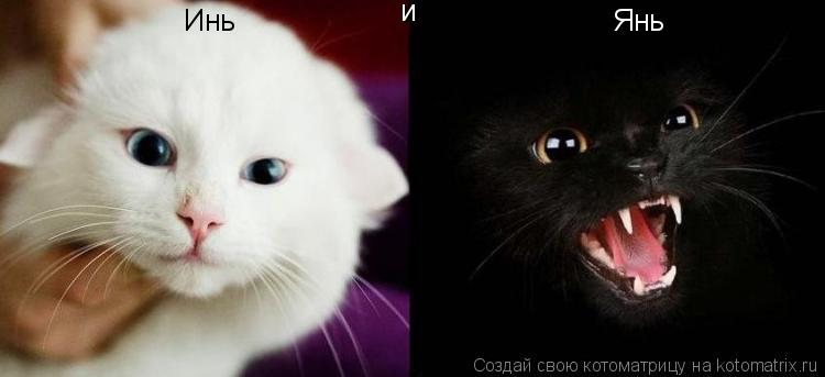 Инь и Янь... Котоматрица: Инь и Янь