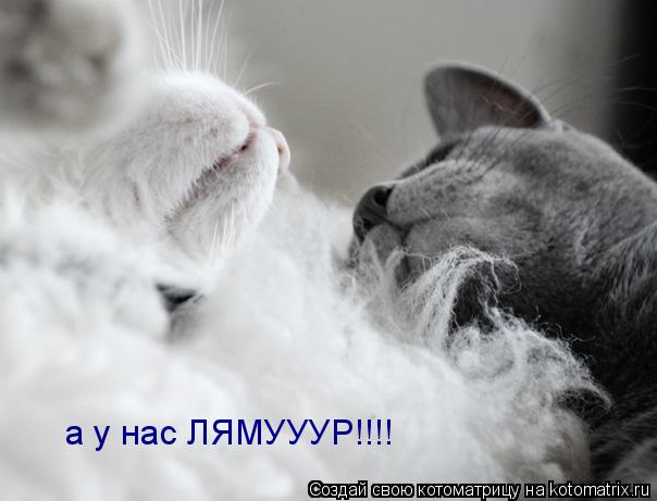 Котоматрица: а у нас ЛЯМУУУР!!!!