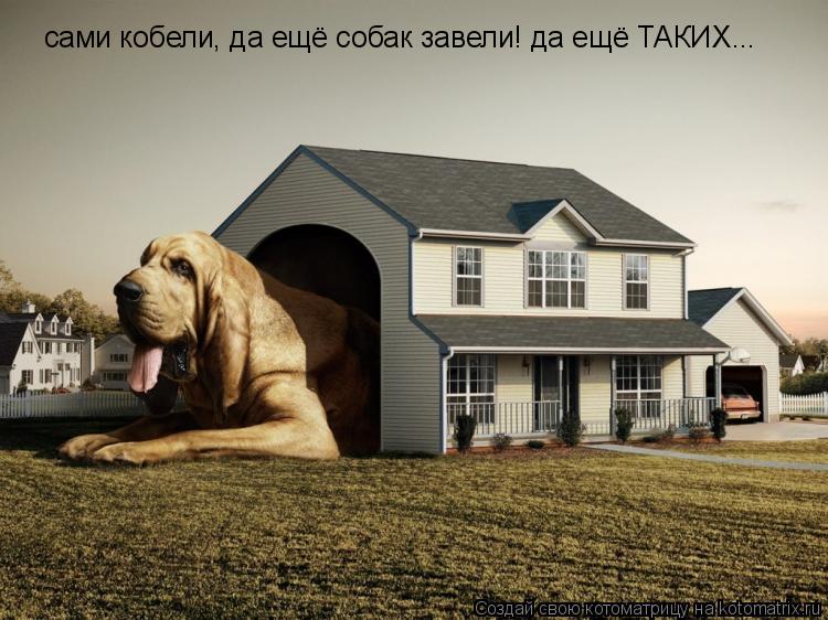 сами кобели, да ещё собак завели! да ещё ТАКИХ...... Котоматрица: сами кобели, да ещё собак завели! да ещё ТАКИХ...