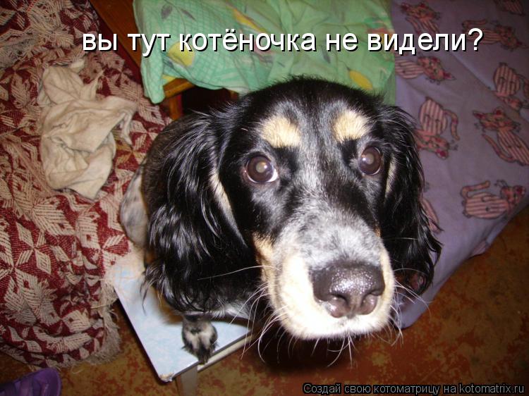 вы тут котёночка не видели?... Котоматрица: вы тут котёночка не видели?