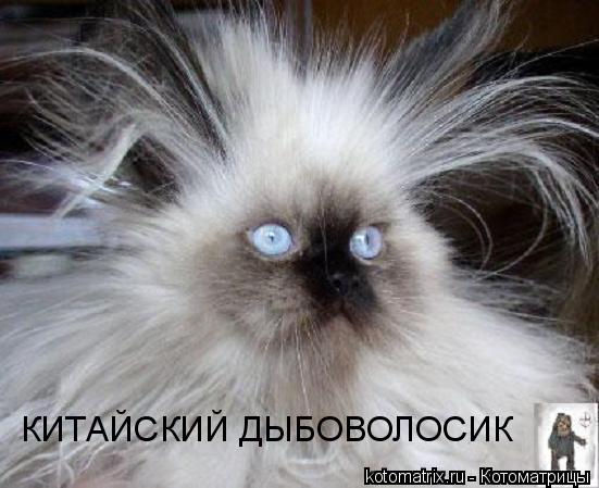 КИТАЙСКИЙ ДЫБОВОЛОСИК... Котоматрица: КИТАЙСКИЙ ДЫБОВОЛОСИК
