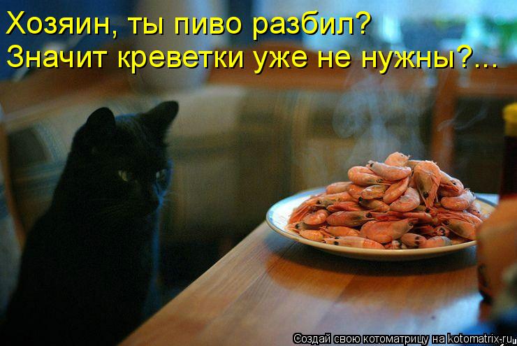 Хозяин, ты пиво разбил? Значит креветки уже не нужны?...... Котоматрица: Хозяин, ты пиво разбил? Значит креветки уже не нужны?...