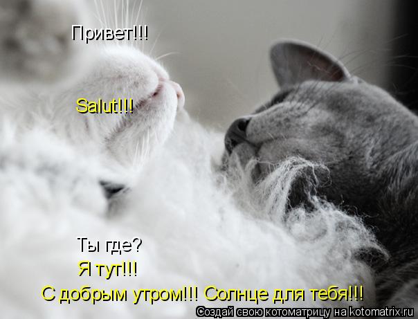 Привет!!! Salut!!! Ты где? Я тут!!! С добрым утром!!! Солнце для тебя!!!... Котоматрица: Привет!!! Salut!!! Ты где? Я тут!!! С добрым утром!!! Солнце для тебя!!!