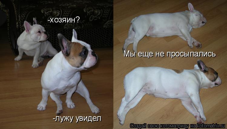 -хозяин? -лужу увидел Мы еще не просыпались... Котоматрица: -хозяин? -лужу увидел Мы еще не просыпались