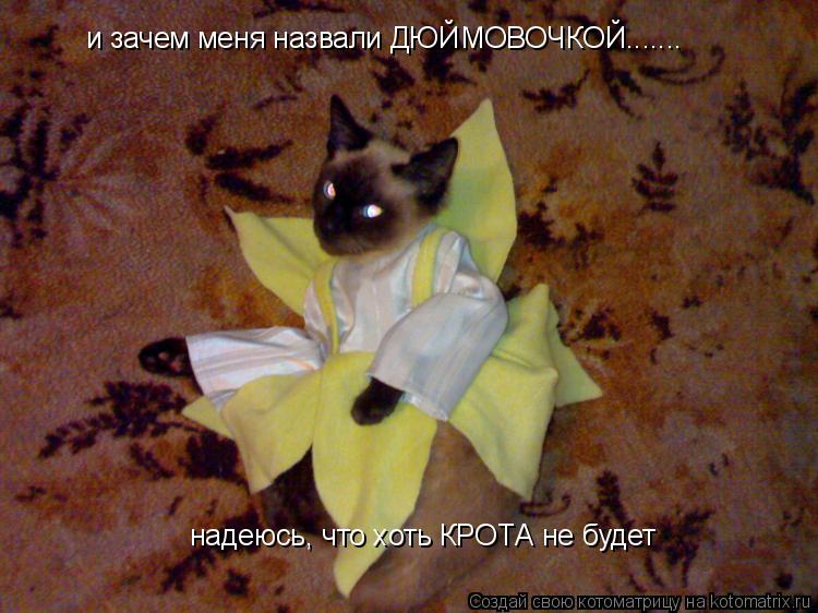 и зачем меня назвали ДЮЙМОВОЧКОЙ....... надеюсь, что хоть КРОТА не будет... Котоматрица: и зачем меня назвали ДЮЙМОВОЧКОЙ....... надеюсь, что хоть КРОТА не будет