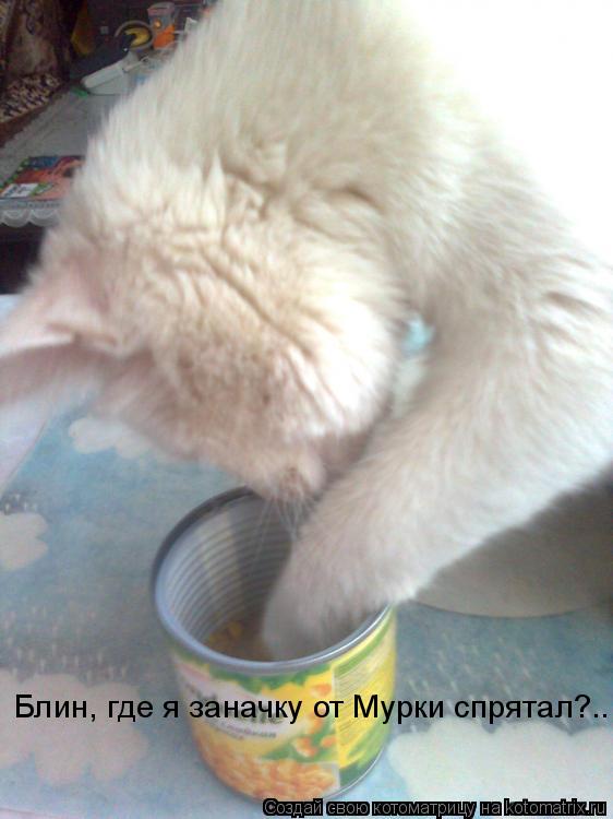 Блин, где я заначку от Мурки спрятал?..... Котоматрица: Блин, где я заначку от Мурки спрятал?..