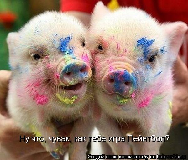 Ну что, чувак, как тебе игра Пейнтбол?... Котоматрица: Ну что, чувак, как тебе игра Пейнтбол?