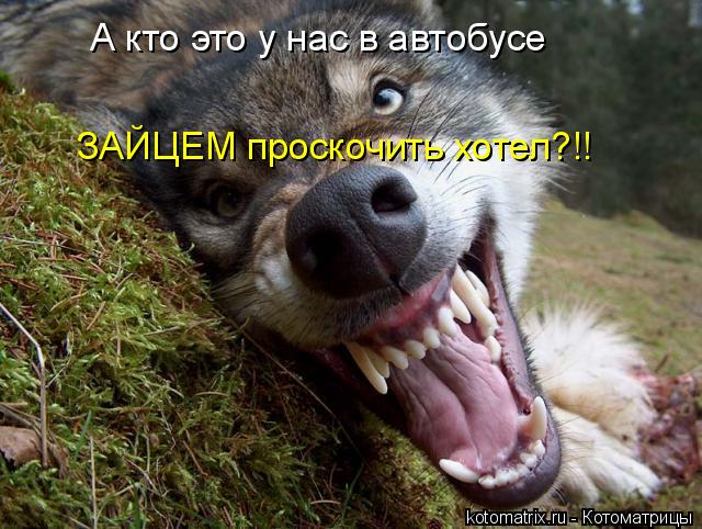 А кто это у нас в автобусе ЗАЙЦЕМ проскочить хотел?!!... Котоматрица: А кто это у нас в автобусе ЗАЙЦЕМ проскочить хотел?!!