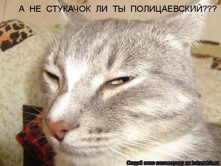 А НЕ СТУКАЧОК ЛИ ТЫ ПОЛИЦАЕВСКИЙ???... Котоматрица: А НЕ СТУКАЧОК ЛИ ТЫ ПОЛИЦАЕВСКИЙ???