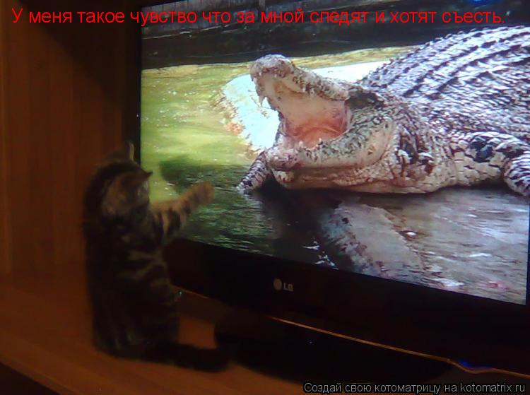 У меня такое чувство что за мной следят и хотят съесть.... Котоматрица: У меня такое чувство что за мной следят и хотят съесть.
