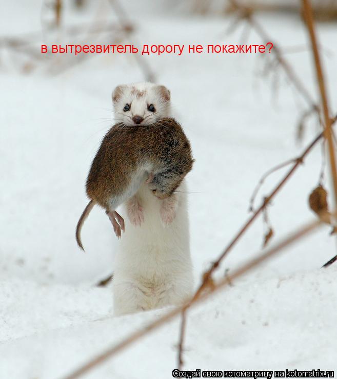 в вытрезвитель дорогу не покажите?... Котоматрица: в вытрезвитель дорогу не покажите?