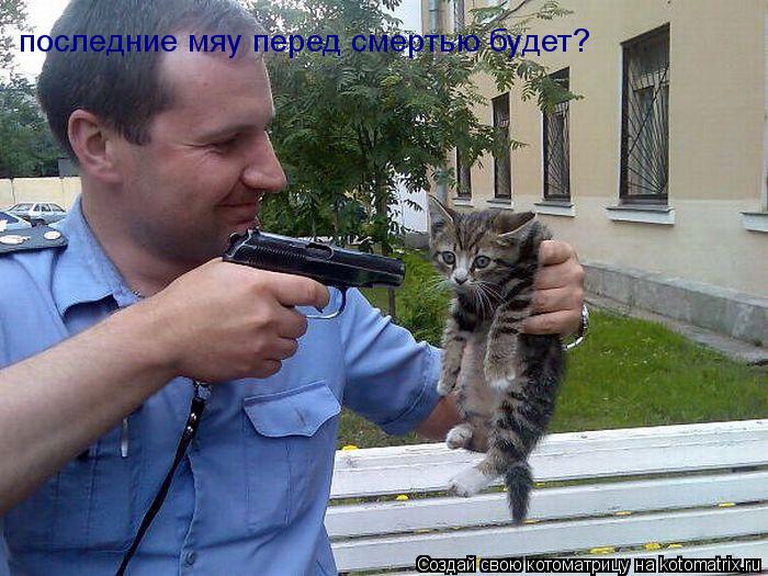 последние мяу перед смертью будет?... Котоматрица: последние мяу перед смертью будет?