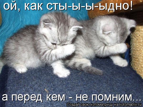 ой, как сты-ы-ы-ыдно! а перед кем - не помним...... Котоматрица: ой, как сты-ы-ы-ыдно! а перед кем - не помним...