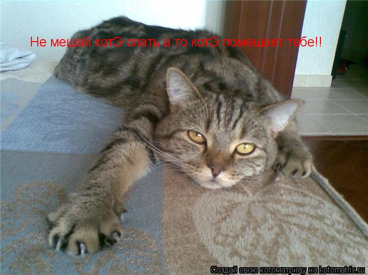 Не мешай котЭ спать а то котЭ помешает тебе!!... Котоматрица: Не мешай котЭ спать а то котЭ помешает тебе!!