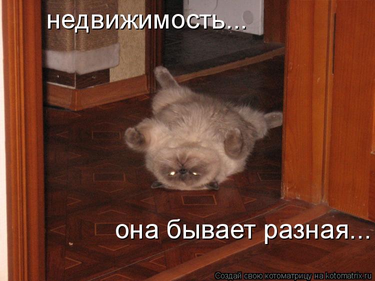 недвижимость... она бывает разная...... Котоматрица: недвижимость... она бывает разная...