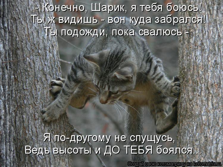 - Конечно, Шарик, я тебя боюсь! Ты ж видишь - вон куда забрался! Ты подожди, пока свалюсь - Я по-дру... Котоматрица: - Конечно, Шарик, я тебя боюсь! Ты ж видишь - вон куда забрался! Ты подожди, пока свалюсь - Я по-другому не спущусь, Ведь высоты и ДО ТЕБЯ боялся.