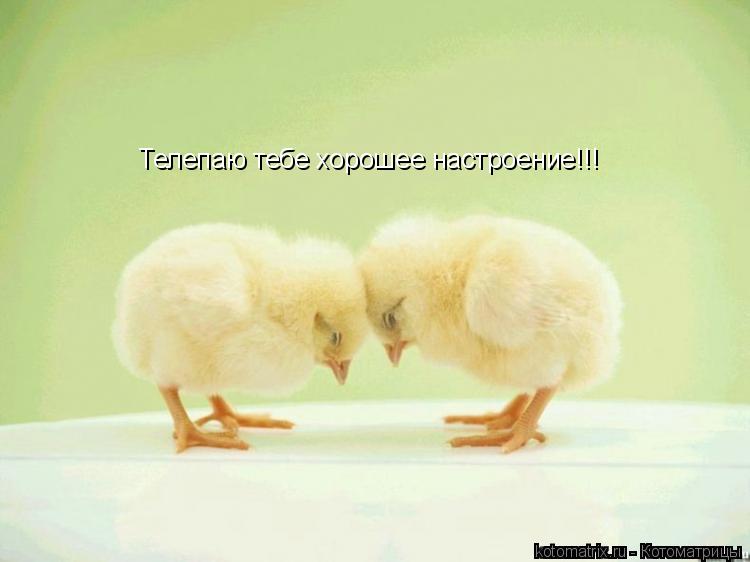 Телепаю тебе хорошее настроение!!!... Котоматрица: Телепаю тебе хорошее настроение!!!