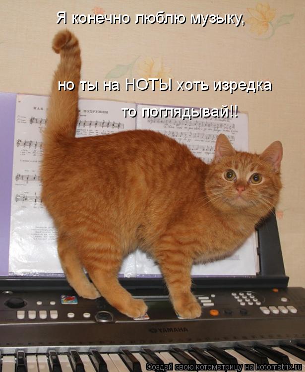Я конечно люблю музыку, но ты на НОТЫ хоть изредка то поглядывай!!... Котоматрица: Я конечно люблю музыку, но ты на НОТЫ хоть изредка то поглядывай!!