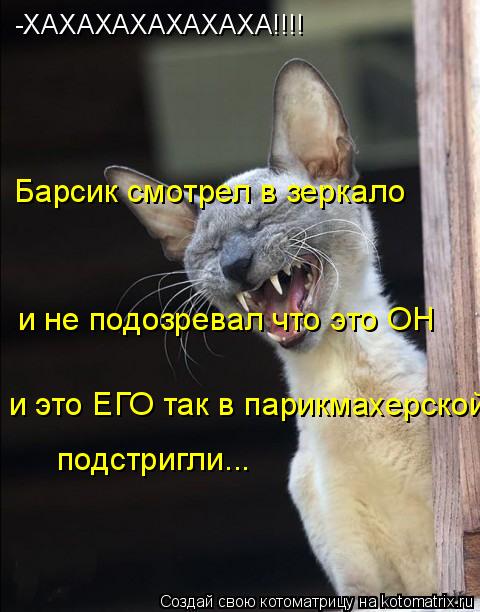 -ХАХАХАХАХАХАХА!!!! Барсик смотрел в зеркало и не подозревал что это ОН и это ЕГО так в парикмахерско... Котоматрица: -ХАХАХАХАХАХАХА!!!! Барсик смотрел в зеркало и не подозревал что это ОН и это ЕГО так в парикмахерской подстригли...
