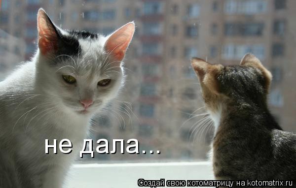 не дала...... Котоматрица: не дала...