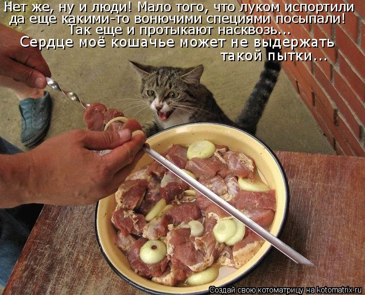Нет же, ну и люди! Мало того, что луком испортили да еще какими-то вонючими специями посыпали! Так ещ... Котоматрица: Нет же, ну и люди! Мало того, что луком испортили да еще какими-то вонючими специями посыпали! Так еще и протыкают насквозь... Сердце моё коша