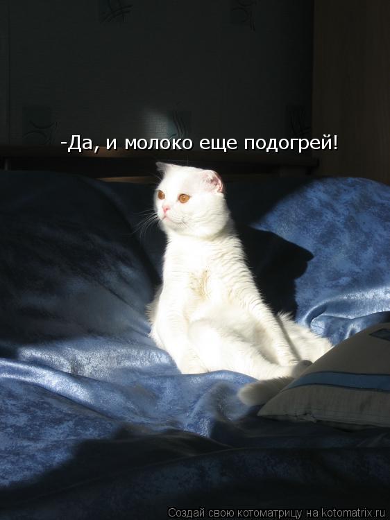 -Да, и молоко еще подогрей!... Котоматрица: -Да, и молоко еще подогрей!
