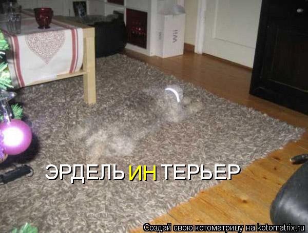 ЭРДЕЛЬ ТЕРЬЕР ИН... Котоматрица: ЭРДЕЛЬ ТЕРЬЕР ИН