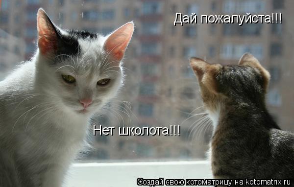 Дай пожалуйста!!! Нет школота!!!... Котоматрица: Дай пожалуйста!!! Нет школота!!!