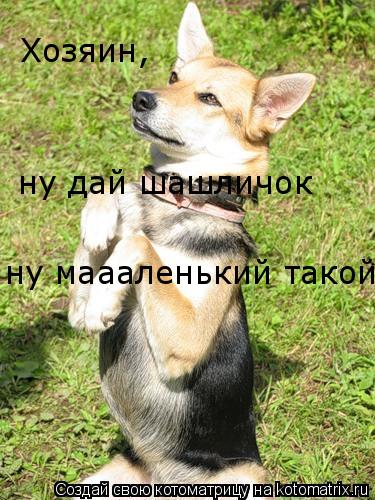 Хозяин, ну дай шашличок ну маааленький такой... Котоматрица: Хозяин, ну дай шашличок ну маааленький такой