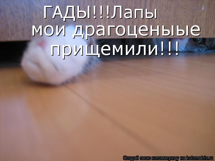 ГАДЫ!!!Лапы мои драгоценыые прищемили!!!... Котоматрица: ГАДЫ!!!Лапы мои драгоценыые прищемили!!!